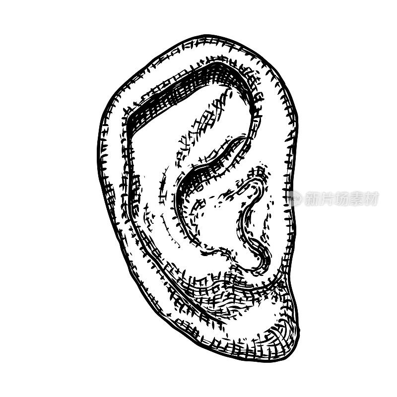 Human ear anatomy body part in engraved hand drawn style. Stylized drawing of decorative witchcraft, voodoo magic attribute. Illustration for Halloween. Vector.